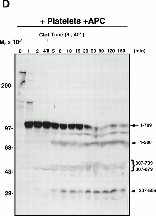 Fig. 6. APC-catalyzed inactivation of plasma-derived factor Va subsequent to clot formation in the presence of PCPS vesicles or platelets. Pooled normal human plasma was diluted (1:10) in a glass test tube with 20 mmol/L HEPES/0.15 mol/L NaCl, pH 7.4. Phospholipid vesicles (PCPS; 10 μmol/L; A and C) or washed normal human platelets (1 × 108/mL; B and D) were added. CaCl2 (5 mmol/L, final) was then added to initiate clot formation, which was observed visually. In (C) and (D), exogenous APC (2.0 nmol/L) was added subsequent to clot formation as indicated by the arrow above the blots. At selected time intervals (indicated above each gel), samples of the reaction mixture were analyzed by SDS-PAGE and Western blotting techniques with MoAb α-HFVaHC#17, as described.45 The position of the molecular weight markers are indicated at the left of each blot and residue numbers corresponding to factor Va fragments are given at the right of each blot. Fragments migrating at approximately 45 kD and approximately 40 kD, which represent amino acids 307-709 and 307-679, respectively, normally migrate at approximately 60 kD and approximately 54 kD. However, because we are working with dilute plasma, the mobility of these fragments appears increased because of the high concentration of albumin present.