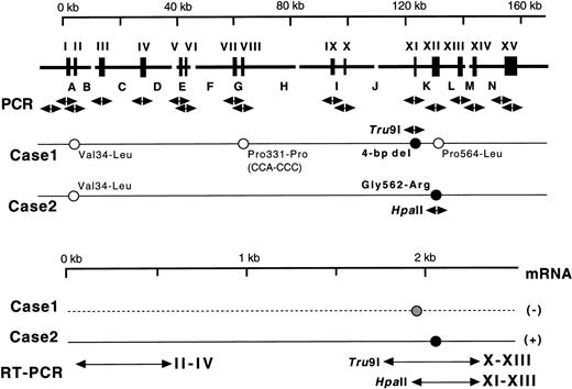Fig. 1. (Top) Gene for the A subunit and mutations identified. Exons are indicated by wide vertical bars and Roman numerals, and introns are indicated by capital letters. Each exon and its boundaries and the 5′-flanking regions were amplified one by one using 17 pairs of primers (arrows under exons). Solid and open circles with sequences represent homozygous causative mutations and changes known as common polymorphisms, respectively. Normal sequences are followed by those corresponding to substitutions found in the probands' DNAs. For analysis of the two mutations identified, two amplified fragments were digested with appropriate endonucleases as indicated by their names and arrows. (Bottom) mRNAs for the A subunit in the probands. Three regions of exons II-IV, X-XIII, and XI-XIII were amplified by RT-PCR. A solid line represents the expressed mRNA, whereas a broken line indicates a possible mRNA that was not detected.