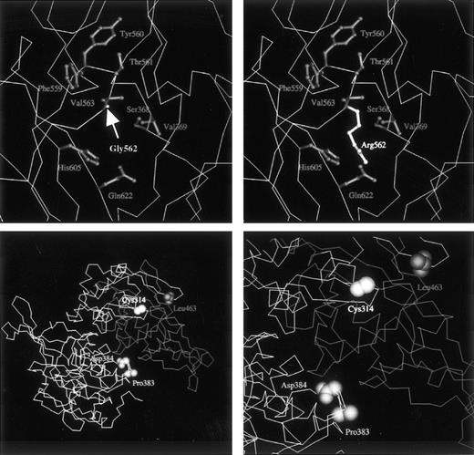Fig. 6. (Top) Close-up model view of the native (left, Gly562) or mutant (right, Arg562) A subunit. The tertiary structure of the normal A subunit is based on x-ray diffraction analysis.30 The main chain of the protein is drawn as an A carbon trace. Side chain groups of labeled residues are shown as ball-and-stick structures. Although the mutant Arg562 residue can be accommodated by the chemical structure, it generates unfavorable short contacts with neighboring residues. Accordingly, the substitution of a small residue by a large charged amino acid is expected to yield an unstable, misfolded structure. (Bottom left) Model view for the A subunit dimer including the normal domain II, the first half of domain III, the second half of domain III in a monomer, and the same domains II and III in the counterpart monomer. Domains IV and V are not shown. A total of 268 residues consisting of the second half of domain III and domains IV and V are removed from the molecule in the deletion mutant of case no. 1. The C-terminal Leu463 residue of the truncated molecule is shown. Pro383 and Asp384 residues contact with the second part of domain III, which is absent in the mutant. (Bottom right) Closer view of the environment around domains II and III. Because premature termination at position 464 would lead to the loss of a C-terminal part of the core domain and the entire domains IV and V (barrel 1 and 2), the protein is expected to misfold and/or be incapable of dimer formation.