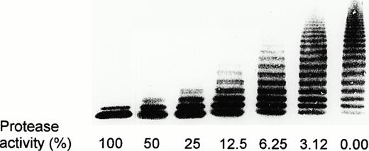 Fig. 4. Calibration of the vWF-cleaving protease assay. The 1:20 dilution of NHP was denoted as 100% activity. TBS/1 mmol/L Pefabloc was used to prepare further dilutions (1:40 to 1:640). The lane denoted as 0.00 represents multimeric distribution of the vWF substrate that had been incubated with dilution buffer alone.