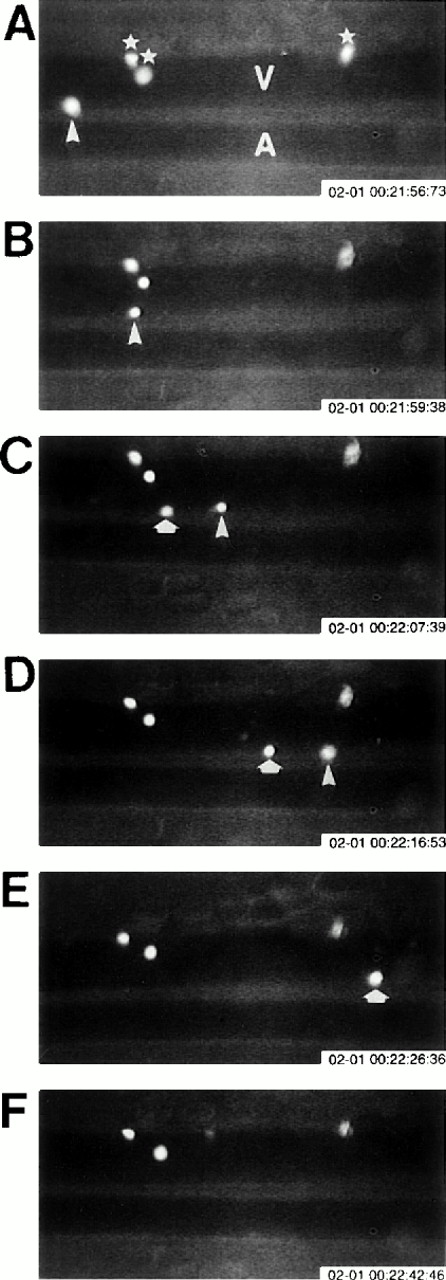 Fig. 3. Eosinophil rolling and firm adhesion visualized by intravital videomicroscopy. Ragweed-sensitized wild-type mice were challenged with an intraperitoneal injection of ragweed. Twenty-four hours after intraperitoneal ragweed allergen challenge, fluorescently labeled eosinophils in the peritoneal microcirculation were visualized in vivo using intravital videomicroscopy. (A) through (F) are sequential videotape images of the same venule (V) and arteriole (A). Blood flow in the venule is from left to right. Three firmly adherent eosinophils (⋆; A) are visualized in the same relative position in (A) through (F), whereas two different eosinophils (eosinophil #1 = ▵; and eosinophil #2 = ⇧) rolling along the venular endothelium are noted in different positions in (A) through (D) (rolling eosinophil #1 = ▵) and (C) through (E) (rolling eosinophil #2 = ⇧).