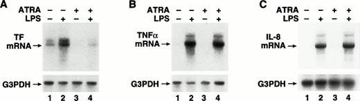 Fig. 3. Effect of ATRA on TF, TNF-α, and IL-8 mRNA expression in LPS-stimulated THP-1 cells. Total RNA was extracted from THP-1 cells exposed to LPS (10 μg/mL) for 2 hours with or without a 30-minute pretreatment with ATRA (1 × 10−5 mol/L). Control samples were incubated with ATRA alone or without LPS or ATRA. Various mRNA levels were determined by Northern blot analysis using radiolabeled human cDNA probes. Membranes were reprobed with a G3PDH cDNA probe to assess RNA loading. The positions of TF (A), TNF-α (B), and IL-8 (C) mRNAs are indicated. Similar results were observed in one or more independent experiments.