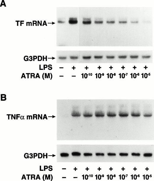 Fig. 4. Dose-dependent ATRA inhibition of TF mRNA expression in LPS-stimulated THP-1 cells. Total RNA was extracted from THP-1 cells exposed to LPS (10 μg/mL) for 2 hours with or without a 30-minute pretreatment with ATRA at doses ranging from 1 × 10−10to 1 × 10−5 mol/L. The control sample was incubated without LPS or ATRA. TF and TNF-α mRNA levels were determined by Northern blot analysis using radiolabeled human cDNA probes. Blots were reprobed with a G3PDH cDNA probe to assess RNA loading. The positions of TF (A) and TNF-α (B) mRNAs are indicated.