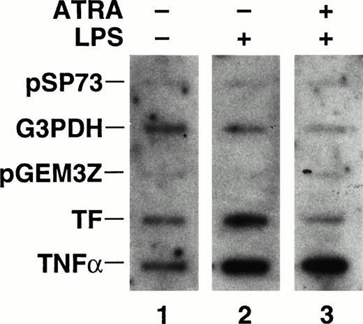 Fig. 5. Effect of ATRA on TF and TNF-α gene transcription in LPS stimulated THP-1 cells. Nuclei were isolated from unstimulated cells, cells stimulated with LPS (10 μg/mL) for 1 hour, and cells treated with ATRA (10−5 mol/L) for 30 minutes before LPS stimulation for 1 hour. The rate of transcription of the TF, TNF-α, and G3PDH gene was determined by nuclear run-on. Vector controls used in the experiment were pSP73 and pGEM3Z. The autoradiogram was exposed for 7 days at −80°C with intensifier screens. Similar results were observed in an independent experiment.