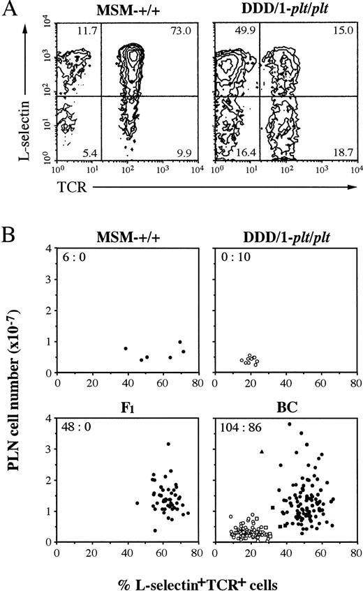 Fig. 6. Phenotypic analysis of lymphocytes in PLN. Lymphocytes from PLN were counted and stained with FITC-conjugated H57-597 (anti-Cβ TCR) and biotinylated MEL-14 (anti–L-selectin) MoAb followed by phycoerythrin-conjugated streptavidin and analyzed in a FACScan (Becton Dickinson). (A) Total 10,000 cells of PLN from MSM-+/+ or DDD/1-plt/plt were analyzed and percentage was indicated at the corner of each quadrant.plt/plt was characteristically distinguished by small content of T cells, especially of L-selectin+TCR+cells (15.0%) compared with those of +/+ (73.0%). (B) PLN cell number and the percentage of L-selectin+TCR+ cells in PLN lymphocytes of individual mouse in MSM-+/+, DDD-plt/plt, F1, and BC progeny were assessed and represented with a dot. BC was pool of 101 (DDD/1-plt/plt × F1)BC and 89 (F1 × DDD/1-plt/plt)BC. plt/pltwas distinguished by paucity of PLN cell number (less than 1 × 107) and small content of L-selectin+TCR+ cells (less than 31%). The percentage of L-selectin+TCR+ cells of wild-type (+/+ or plt/+) were more than 32%. Some mice (□ or ▧) in BC were decided their phenotype by the T-cell distribution in the spleen in immunohistochemical analysis as shown in Fig 1i, k. Wild-type or plt/plt were indicated with black or white, respectively. One exceptional mouse (▴) in BC showed 26% L-selectin+TCR+ cells in PLN, but this was classified as a heterozygote based on large number of PLN cells and the quite similar distribution of T cells in spleen to that in+/+. The number of wild-type versus that of plt/pltis indicated at the upper corner of each group.