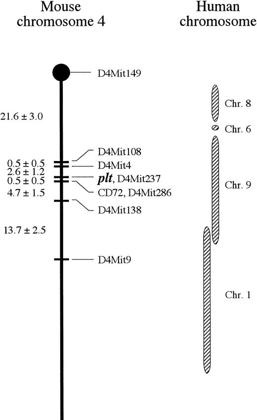 Fig. 7. Linkage map of mouse chomosome 4 including pltlocus. Distance ± SE (cM) between each locus is expressed at left side. plt is located on 24.7 cM from cetromere and most closely linked with D4Mit237. Corresponding human chromosomes with mouse chromosome 4 are indicated.38
