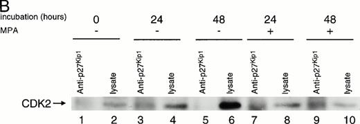 Fig. 6. Effect of MPA on p27Kip1 expression. (A) Western blot analysis of lysates immunoprecipitated with p27Kip1 antibody and detected with the same p27Kip1 antibody. Resting T lymphocytes (lane 1) were stimulated by the addition of IL-2/PHA-L in absence (lanes 2 to 6) or presence (lanes 7 to 11) of 1 μmol/L MPA for 4, 8, 12, 20, and 24 hours. (B) Western blot analysis of lysates immunoprecipitated with p27Kip1 antibody and probed with CDK2 antibody. T lymphocytes were stimulated with IL-2/PHA for 24 and 48 hours in absence (lanes 1 to 6) or presence of 1 μmol/L MPA (lanes 7 to 10).
