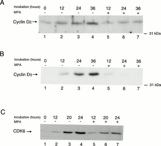 Fig. 7. Effect of MPA on cyclin D2, cyclin D3, and CDK6 levels. Western blot analysis of cyclin D2 (A), cyclin D3 (B), and CDK6 (C) proteins were performed on extracts of isolated peripheral blood T lymphocytes in the resting state (lane 1), or after stimulation with IL-2/PHA-L for 12, 20, 24, and 36 hours in absence (lanes 2 to 4) or presence (lanes 5 to 7) of 1 μmol/L MPA.