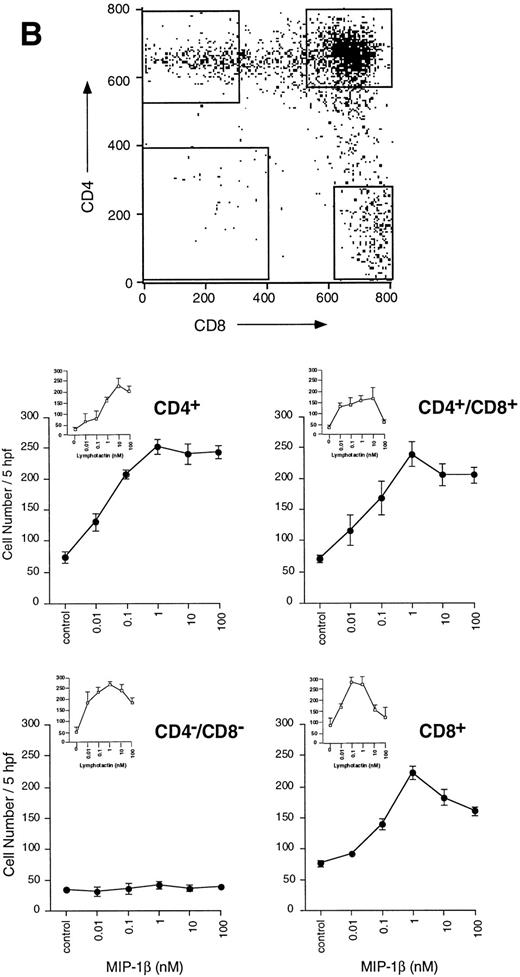 Fig. 1. (A) Migration of unfractionated thymocytes in response to MIP-1β (0.01 to 100 nmol/L), or PHA (0.01 to 100 μg/mL). Each point represents the mean ± SEM for migration from n = 4 experiments performed in duplicate. / (B) Migration of thymocytes from each purified subpopulation in response to MIP-1β. Antibody-labelled cells were sorted on the FACStar Plus cell sorter, as detailed in the Materials and Methods section. Sorted cells were collected from the populations delineated by the gates in the dot-plot. Cells were washed once in PBS, then used immediately for assay of migration. Each point represents the mean ± SEM migration from n = 3 experiments performed in duplicate.
