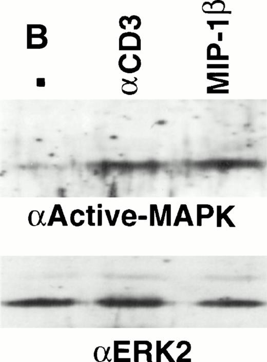 Fig. 3. Analysis of tyrosine phosphorylated proteins in thymocytes in response to MIP-1β. (A) Freshly-isolated unfractionated thymocytes were kept on ice before stimulation wth 10 nmol/L and 100 nmol/L MIP-1β, or anti-CD3 as a control, for 3 minutes at 37°C. After stimulation, the lysates were prepared as described in the Materials and Methods section. Electrophoresis under reducing conditions was performed using 12% tris-glycine gels and Western blots probed with antiphosphotyrosine (clone 4G10). (B) Thymocytes were purified and stimulated with anti-CD3 (10 mg) or 100 nmol/L MIP-1β as outlined in the Materials and Methods section. Electrophoresis under reducing condition was performed using 10% tris-glycine gels and Western blots probed with antiactive MAPK. Blots were stripped and reprobed with anti-ERK2 (lower panel) to show equivalent loading.