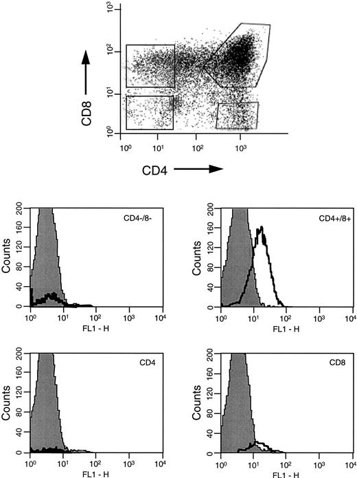 Fig. 5. FACS analyses of CCR-5 surface expression on human thymocytes. Thymocytes labelled with CD4-PE-cychrome, CD8-PE and CCR-5-FITC were gated on DN, CD4+, DP, and CD8+ subpopulations for analyses of CCR-5 expression. The FACS profiles are representative of experiments using n = 4 different human thymus donors.