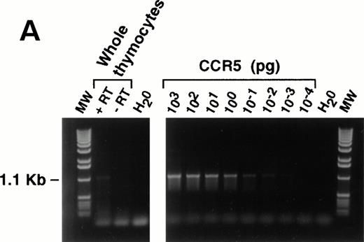 Fig. 6. (A) RT-PCR analysis of CCR-5 message in thymocytes. Messenger RNA for CCR-5 was detected as described in the Materials and Methods section. An unfractionated population of thymocytes (2 × 106 total cells) was used for the reaction. Freshly isolated thymocytes were analyzed for migration capacity in response to MIP-1β (not shown) then aliquots frozen for molecular analyses. Human CCR-5 cDNA, cloned into the pBluescript Sk + vector (Stratagene), was used as a positive control, for the specificity of the primers outlined in the Methods. (B) Identical experiments were performed with thymocyte subpopulations (8 × 106) with or without the addition of reverse transcriptase enzyme.