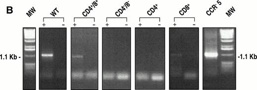 Fig. 6. (A) RT-PCR analysis of CCR-5 message in thymocytes. Messenger RNA for CCR-5 was detected as described in the Materials and Methods section. An unfractionated population of thymocytes (2 × 106 total cells) was used for the reaction. Freshly isolated thymocytes were analyzed for migration capacity in response to MIP-1β (not shown) then aliquots frozen for molecular analyses. Human CCR-5 cDNA, cloned into the pBluescript Sk + vector (Stratagene), was used as a positive control, for the specificity of the primers outlined in the Methods. (B) Identical experiments were performed with thymocyte subpopulations (8 × 106) with or without the addition of reverse transcriptase enzyme.