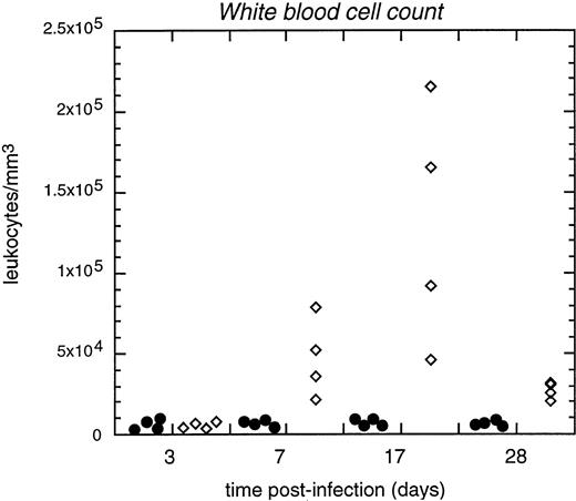 Fig. 2. Expansion of blood leukocytes in infected IFN-γ −/− mice. Leukocyte counts (in cells per μL) were measured at different times after infection (abcissa). Closed symbols are IFN-γ +/+ mice, open diamonds are IFN-γ −/− mice. Results are typical of numerous experiments and are further documented in Tables 1 and 2 and Fig 4.