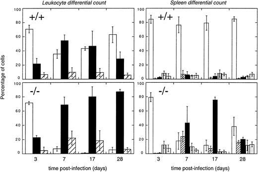 Fig. 4. Differential leukocyte analysis of blood and spleen populations measured over time in infected animals. Cell counts were made on blood (left-hand panels) or spleen (right-hand panels) leukocytes from the time course experiment (see Fig 3). Cells from +/+ mice are shown in the top panels, while −/− cells are in the bottom panels. Time after infection is shown in the abscissa. Blood differential counts: open bars, lymphocytes; closed bars, neutrophils and band forms (note that few band forms were observed in +/+ mice while the number was high in −/− mice); striped bars, monocytes. Spleen differential counts: open bars, lymphocytes; diagonally striped bars, blast forms; closed bars, band forms; vertically striped bars, mature (fully segmented nucleus) neutrophils; grey bars, monocytes and macrophages. Eosinophils, which comprised only a minor fraction of cells in the spleen, and erythroid series cells, which were detected in comparable numbers, are not depicted.