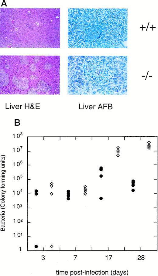Fig. 6. Bacterial loads in infected mice. (A) Histopathology in the liver. Low power (20X objective) views of the liver of infected IFN-γ +/+ (top) or IFN-γ −/− (bottom) mice show that numerous granulomatous lesions form in the liver of IFN-γ −/− mice, while IFN-γ +/+ mice have few granulomas. Granulomas in IFN-γ +/+ mice contained no acid-fast bacteria (right-hand panel) at the time assayed (5 weeks postinfection), while IFN-γ −/− mice contained numerous bacteria (red rods within the granuloma structure). At the stage shown, 100% of granulomas contained acid-fast bacteria (data not shown) (B) Quantitation of bacterial numbers in the spleen. Closed symbols: IFN-γ +/+ mice, open diamonds: IFN-γ −/− mice. Time after infection is shown in the abscissa. Dilutions of spleen homogenates were plated onto MH9 media and bacterial colonies measured 21 to 28 days later.