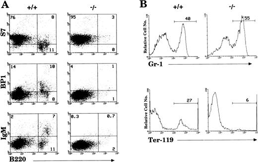 Fig. 1. Loss of hematopoietic cells in the bone marrow of IL-2−/− mice. (A) Antibodies reactive with surface antigens that distinguish various stages of B-cell development were used to identify pro- (S7+), pre- (BP1+), and mature (IgM+) B cells in the bone marrow of 6-week old IL-2−/− mice. (B) FITC-Gr–1 and PE-Ter–119 were used to distinguish cells of the myeloid and erythroid lineage, respectively. Stained cells were run on a flow cytometer and analyzed using CellQuest software. The level of staining obtained with isotype-matched control antibodies was used to establish quadrant settings for the dot plots and determine the frequency of cells stained with B cell, erythroid and myeloid cell-specific antibodies (numbers shown in each quadrant of dot plots in A and in histograms in B). The results shown are representative of 10 groups of mice.