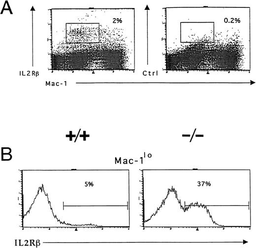 Fig. 7. Accumulation of IL-2R–expressing immature myeloid cells in the bone marrow of IL-2−/− mice. Bone marrow cells were isolated from 5-week old wild-type (+/+) and IL-2−/− (−/−) littermates and stained with Mac-1 and IL-2Rβ or isotype-matched control antibodies before analysis using flow cytometry as described in the legend to Fig 3. (A) IL-2Rβ–expressing myeloid cells in the bone marrow of 6-week old C57BL.6 mice. The boxed region represents the frequency of IL-2Rβ+Mac-1lo cells. Isotype-matched control antibodies (Ctrl, right panel) were used to determine the level of nonspecific staining (boxed region). The results shown are representative of five independent experiments. (B) C57BL.6 (+/+) and IL-2−/− (−/−) bone marrow cells expressing low levels of Mac-1 (Mac-1lo) were reanalyzed for expression of IL-2Rβ; the % values represent the frequency of Mac-1locells that are IL-2Rβ+. Note the accumulation of IL-2Rβ–expressing Mac-1lo cells in IL-2−/− mice. The results shown are representative of six groups of mice.