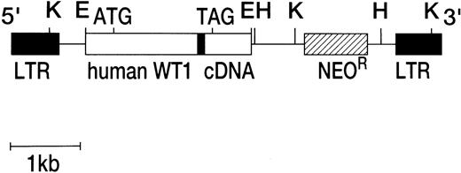 Fig. 1. Structure of recombinant retroviral vectors. Human full-sized, nonspliced type WT1 cDNA with or without the deletion of the third domain of zinc finger region was inserted into a pM5GNeo retroviral vector. The solid bar within WT1 cDNA represents the deleted region of mutant WT1. K, Kpn I; E, EcoRI; H,HindIII.