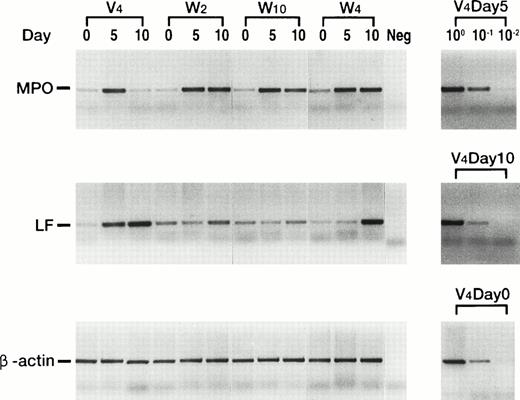 Fig. 5. Quantitative RT-PCR analysis of MPO and LF transcripts after stimulation with G-CSF. Control and wild-type WT1-infected 32D clones were cultured in G-CSF–containing medium for the indicated days, and MPO and LF mRNAs were quantitated by RT-PCR under the optimized conditions.