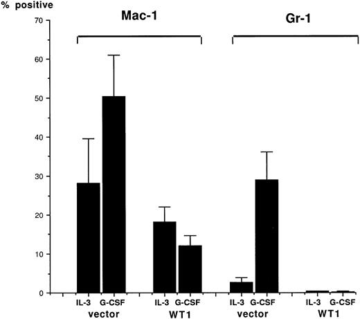 Fig. 6. Inhibition of Mac-1 and Gr-1 differentiation antigen induction by WT1 expression. Control (V4, V5, and V6) and wild-type W T1-infected (W2, W4, W10, and W12) 32D clones were cultured in IL-3 (100 U/mL)–containing or G-CSF (20 ng/mL)–containing medium for 10 days. The cells were stained with FITC-conjugated M1/70.15 MoAb (CD 11b, Mac-1) or FITC-conjugated RB6-8C5 MoAb (Gr-1), and then FACS-analyzed. Means ± 2 SD of positive cells in three control clones and those in four WT1-infected clones are shown.