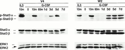 Fig. 7. Constitutive activation of Stat3 in wild-type WT1-infected 32D cells. IL-3–deprived 32D cells were stimulated with IL-3 (100 U/mL) or G-CSF (20 ng/mL). Cell lysates were prepared at the indicated time and subjected to Western blot analysis, using antibodies directed against phosphorylated Stat3 protein (top panel) or Stat3 protein (middle panel), or using a mixture of antibodies directed against ERK1 or ERK2 (bottom panel). Arrows indicate activated ERK2.