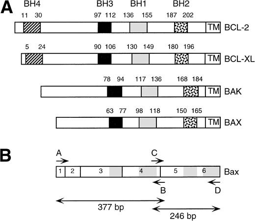 Fig. 1. BCL-2 homology (BH) domains within BCL-2 family members. (A) Schematic representation of BCL-2, BCL-XL, BAK, and BAX and the relative positions of the BH1, BH2, BH3, and BH4 domains and transmembrane region. (B) Schematic overview of BAX open reading frame. Exons are numbered. BH1, BH2, and BH3 and transmembrane domains are shaded. Positions of PCR primers (A through D) are indicated. PCR amplification using primer pair A, B results in a 377-bp product. PCR amplification using primer pair C, D results in a 246-bp product.