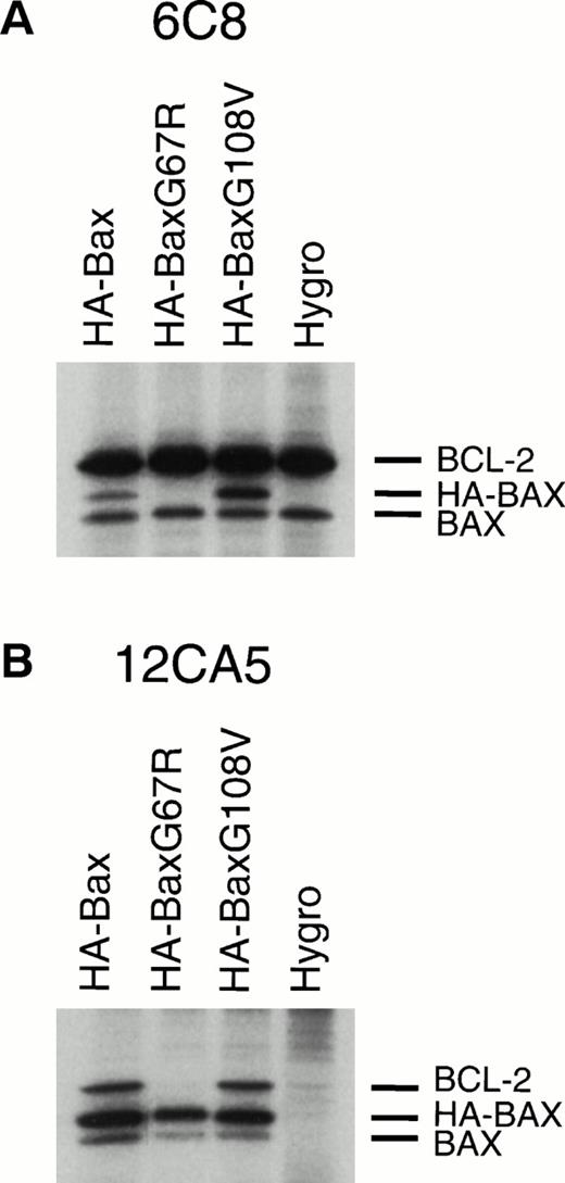 Fig. 2. Altered dimerization of BAXG67R and BAXG108V in vivo compared with wild-type BAX. (A) Immunoprecipitation of BCL-2 from 0.25% NP-40 lysates of35S methionine/cysteine-labeled FL5.12-BCL-2 cells (Hygro) or HA-BAX, HA-BAXG67R ,or HA-BAXG108V stably transfected clones using antihuman BCL-2 MoAb 6C8 and SDS-PAGE.3 (B) Immunoprecipitation and sodium dodecyl sulfate-PAGE analysis using anti-HA MoAb 12CA5 from 0.25% NP-40 lysates of 35S methionine/cysteine-labeled FL5.12-BCL-2 cells (Hygro) or HA-BAX, HA-BAXG67R, or HA-BAXG108V stably transfected clones.