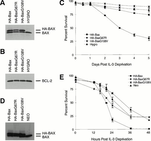 Fig. 3. BAXG67R and BAXG108V have lost cell death-promoting activity. (A) Western blot analysis using anti-BAX polyclonal antiserum N20 on lysates of FL5.12-BCL-2 cells (Hygro) or HA-BAXα, HA-BAXG67R, or HA-BAXG108Vstably transfected clones. (B) Western blot analysis of the same lysates as in (A) using antihuman BCL-2 MoAb 6C8. (C) Viability assay. Transfected clones described in (A) were deprived of IL-3 and viability was determined by trypan blue exclusion at 0, 0.5, 1, 2, 3, 4, and 5 days after IL-3 withdrawal and plotted as the mean percentage of survival ± SEM. (D) Western blot analysis using anti-Bax polyclonal antiserum N20 on lysates of FL5.12 cells (Neo) or HA-BAX, HA-BAXG67R, or HA-BAXG108V stably transfected clones. (E) Viability assay. Transfected clones described in (D) were deprived of IL-3 and viability was determined by trypan blue exclusion at 0, 12, 16, 20, 24, 36, and 48 hours after IL-3 deprivation and plotted as the mean percentage of survival ± SEM.