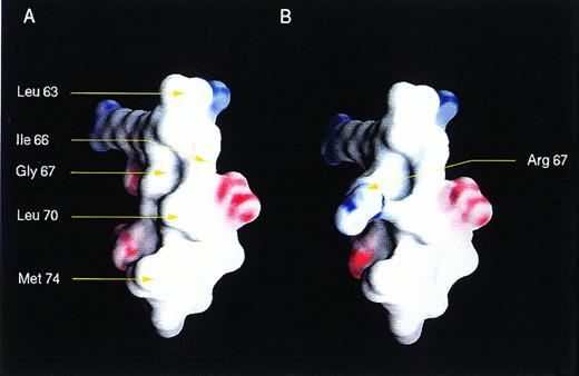 Fig. 4. Three-dimensional structure of BH3 region of BAX. Views of a modeled surface of the BH3 amphipathic α helix of BAX, calculated and displayed using GRASP.9 The G67R substitution as occurs in HPB-ALL is displayed at right. The surface is colored deep blue (23KBT) in the most negative, with linear interpolation for values inbetween. The model was generated using the protein building module (BUILDER) of INSIGHT II (Biosyn, San Diego, CA) and minimized using DISCOVER, the forefield simulation mode.