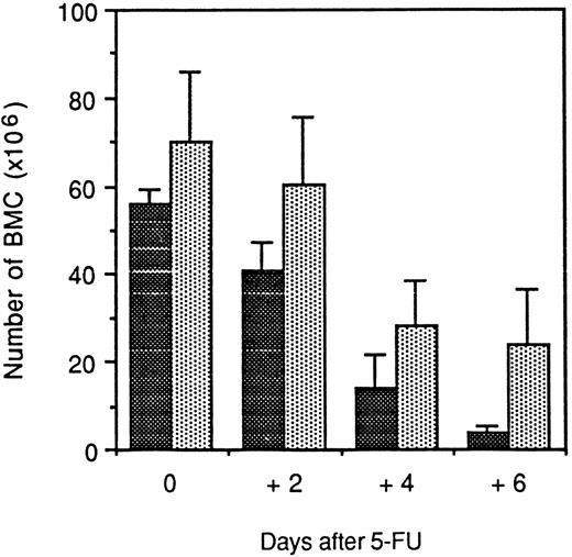 Fig. 1. Number of BMCs in p53+/+ (black bars) and p53−/− (shadowed bars) mice after injection of 5-FU. Results represent mean (standard deviation) from five mice/groups.