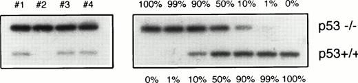 Fig. 4. Western blot analysis of cell-cycle related and apoptosis-related proteins in p53+/+ and p53−/− BMCs repopulating after 5-FU treatment.