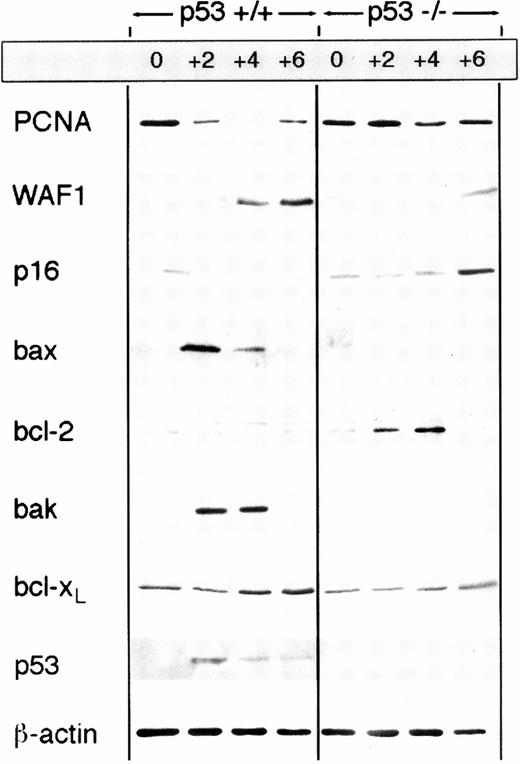 Fig. 5. Competitive long-term reconstitution assay. Detection of the p53 knock-out and the wild-type allele in BMCs of TBI-treated mice injected 16 weeks earlier with a 1:1 mixture of p53+/+ and p53−/− BMCs by PCR followed by Southern blotting (left panel: 1, 2, 3, and 4 individual mice). Known mixtures of p53+/+ and p53−/− cells (percentages indicated on the top or bottom of the blot) were analyzed to generate a calibration blot (right panel).