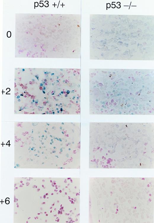 Fig. 2. Induction of apoptosis by p53 after 5-FU treatment. Apoptotic cells were detected by TACS apoptosis assay in femoral bone marrows of p53+/+ (left panel) and p53−/− (right panel) mice on days 0, 2, 4, and 6 after 5-FU injection. Results are representative of three independent experiments.