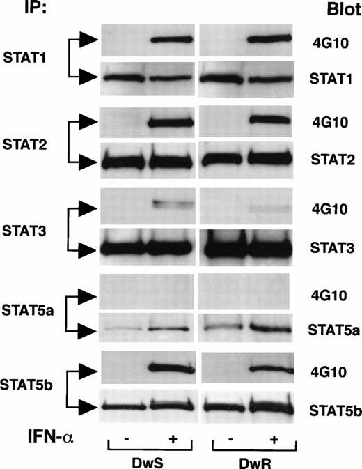 Fig. 1. Comparisons of initial tyrosine phosphorylation of STAT proteins induced by IFN-α in sensitive (DWS) and resistant (DWR) Daudi cells. At 15 minutes after identical treatment with IFN-α2a (100 U/mL), cells were extracted for concordant immunoprecipitation (IP) with specific STAT antibodies, gel electrophoresis, and Western blot. Patterns of the STAT-pTyr are shown with 4G10 blots developed by ECL. Total latent and phosphorylated STAT proteins were assessed by reprobing of transfer membranes with specific anti-STAT antibodies and secondary detection by ECL.