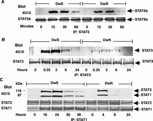 Fig. 2. Comparisons of the persistence of STAT tyrosine phosphorylation induced in sensitive (DWS) or resistant (DWR) Daudi cells continuously exposed to IFN-α (100 U/mL). As in Fig 1, STATs-pTyr were disclosed by IP and 4G10 Western blots developed with ECL substrate. (A) STAT5b-pTyr (92 kD) began to decrease after 1 hour both in sensitive (DWS) and resistant (DWR) cells. Anti-STAT5b was localized by ECL. (B) STAT3-pTyr (89 kD), as indicated in Fig 1, was more strongly phosphorylated in sensitive (DWS) than in resistant (DWR) cells, but, nevertheless, had declined in each cell line by 6 hours. Anti-STAT3 was localized by ECL. (C) STAT2-pTyr (113 kD) and STAT1-pTyr (91 kD) persisted for more than 24 hours in DWS cells, but decreased in DWR cells by 8 hours. Total latent and phosphorylated STATs were assessed by reprobing of transfer membranes with specific anti-STAT antibodies and secondary detection by ECL (STAT5b, STAT3) or phosphatase substrate reaction (STAT2, STAT1).