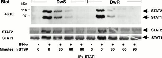 Fig. 4. Comparison of STAT1-pTyr and STAT2-pTyr phosphorylation downregulation in sensitive (DWS) and resistant (DWR) Daudi cells during tyrosine kinase inhibition. STSP (250 nmol/L) was added at 2 hours after cell treatment with 100 U/mL of IFN-α. Effects on STAT1-pTyr and STAT2-pTyr at 30-minute intervals were disclosed by IP, gel electrophoresis, and 4G10 Western blots developed with ECL. Total latent and phosphorylated STATs were assessed by reprobing of the transfer membranes with specific anti-STAT antibodies and secondary detection by phosphatase substrate reaction.