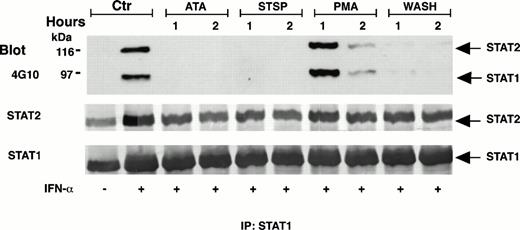 Fig. 5. Comparison of effects of pharmacologically diverse antagonists or medium change on the STAT1-pTyr and STAT2-pTyr induced in IFN-sensitive Daudi cells (DWS). After cell exposure to IFN-α2a (100 U/mL) for 18 hours, each antagonist was added to the medium for 1 or 2 hours as indicated. Alternatively, the cells were sedimented twice for a complete medium change (wash). Whole cell extracts were analyzed by IP, gel electrophoresis, and 4G10 Western blots. Total latent and phosphorylated STATs were assessed by reprobing of the transfer membranes with the specific anti-STAT antibodies and secondary detection by ECL.