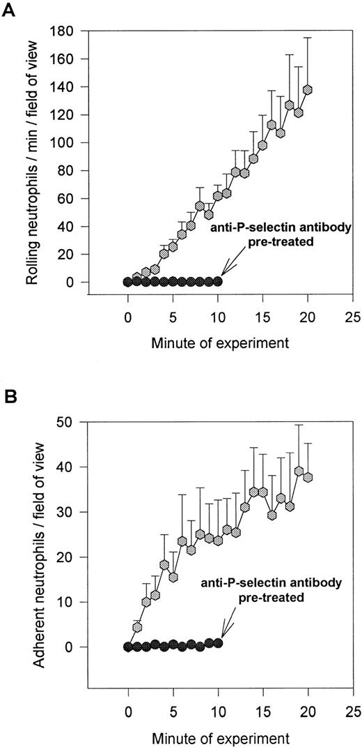 Fig. 1. Accumulation of neutrophils over 20 minutes. Shown is the number of rolling (A) and adhering (B) neutrophils on collagen (type I) immobilized platelets. Over the first 20 minutes, approximately 25% to 50% of the rolling cells adhered at 2 dyn/cm2. Pretreatment of platelet monolayers with the anti–P-selectin antibody (G1; 2 μg/mL) prevented any neutrophil-platelet interactions. An isotype-matched control antibody did not affect neutrophil rolling or adhesion (data not shown).