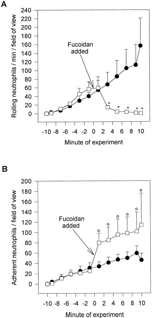 Fig. 5. Fucoidan posttreatment. Shown is the effect of the selectin-binding carbohydrate, fucoidan, on rolling neutrophils (A) and adhering neutrophils (B). Fucoidan (100 μg/mL) was administered after 10 minutes of neutrophil perfusion (time = 0), because this was the time when neutrophil adhesion plateaued. *P < .05 relative to untreated neutrophils. 0P < .05 relative to time 0 value. (•) Untreated neutrophils; (□) fucoidan posttreated neutrophils.