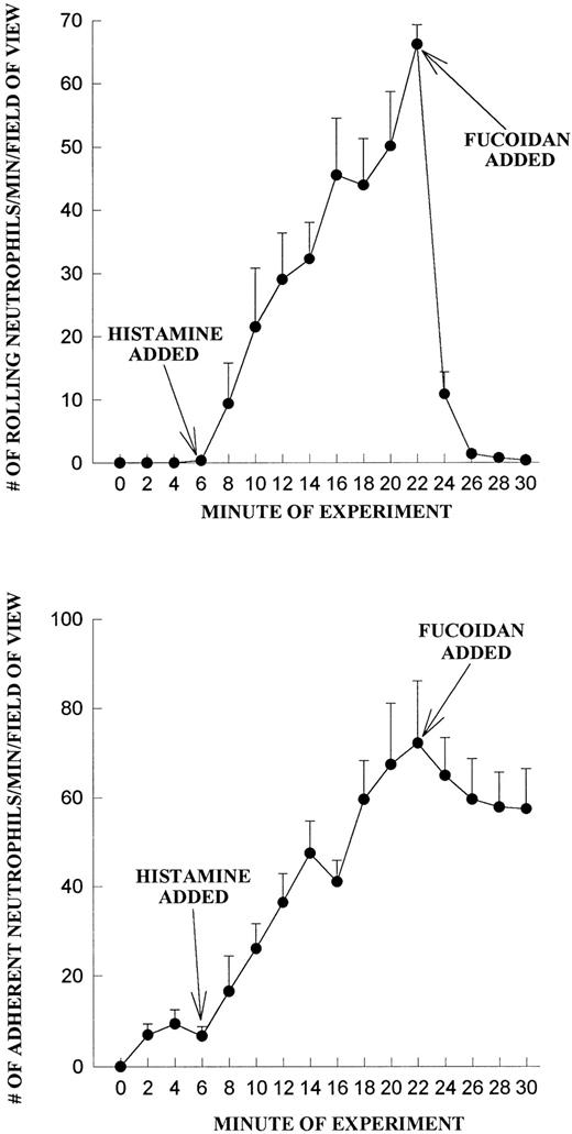 Fig. 7. Fucoidan does not increase neutrophil adhesion on histamine-treated HUVEC. Endothelium was treated at 6 minutes with histamine (25 μmol/L) and neutrophil rolling (A) and neutrophil adhesion (B) were determined before and after fucoidan administration (added at 20 minutes).