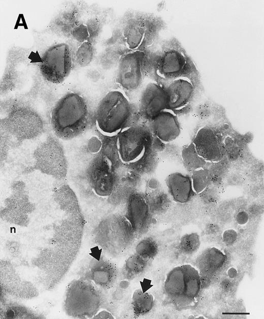 Fig. 2. Localization of sPLA2 in human eosinophils isolated from peripheral blood. Ultrathin cryosections were incubated with MoAb 10B2, rabbit antimouse IgG and goat antirabbit IgG conjugated to 10-nm gold particles. (A) Overview of an eosinophil showing labeling mainly on the matrix of specific granules, although these granules do show heterogeneity. Nucleus (n); bar = 500 nm. (B) Detail of the cytoplasm showing dense labeling in some granules (closed arrows) and absence of label in others (open arrows). Bar = 200 nm.