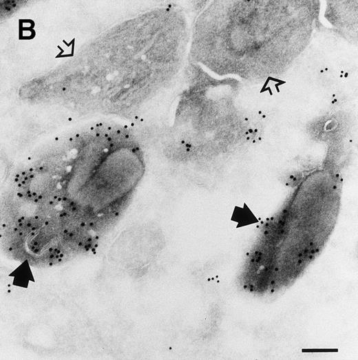 Fig. 2. Localization of sPLA2 in human eosinophils isolated from peripheral blood. Ultrathin cryosections were incubated with MoAb 10B2, rabbit antimouse IgG and goat antirabbit IgG conjugated to 10-nm gold particles. (A) Overview of an eosinophil showing labeling mainly on the matrix of specific granules, although these granules do show heterogeneity. Nucleus (n); bar = 500 nm. (B) Detail of the cytoplasm showing dense labeling in some granules (closed arrows) and absence of label in others (open arrows). Bar = 200 nm.