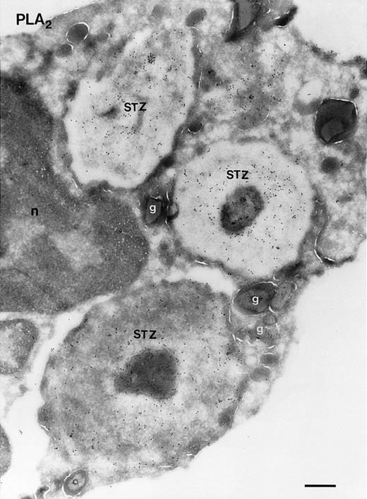 Fig. 3. Localization of sPLA2 in human eosinophils after incubation of the cells with STZ for 10 minutes. (A) Ultrathin cryosections were incubated as described in the legend to Fig 2. The micrograph shows several STZ particles contained in a phagosome that are strongly labeled for sPLA2. Nucleus (n); bar = 500 nm. (B) Micrograph showing some aspecific labeling of the STZ-treated eosinophils incubated with rabbit antimouse IgG and goat antirabbit IgG conjugated to 10-nm gold particles. Some specific granules (g) are seen near the phagosomes. Bar = 500 nm.