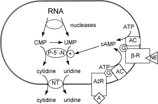 Fig. 7. Role of cAMP-inducible P-5′-N in the metabolism of terminally differentiating erythrocytes. NT, nucleoside transporter; AC, adenylyl cyclase; β-R, β-adrenergic receptor; A, adenosine; A2R, adenosine receptor.