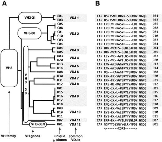Fig. 1. (A) Dendrogram and (B) CDR3 alignment of anti-Rh(D) heavy chains. The 28 unique heavy chain clones are organized by VH family, VH germline gene, and VDJ rearrangement. Each heavy chain clone is identified by a numeral preceded by a letter (B through E) that denotes its germline gene. The 28 heavy chains comprised 12 distinct VDJ regions, designated VDJ1 through VDJ12. Clones with identical VDJ joins putatively result from intraclonal diversity of 12 original B lymphocytes.