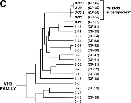 Fig. 2. (A) Alignment of anti-Rh(D) heavy chains to their nearest germline V, D, and J genes. Also shown are the putative intermediate heavy chain sequences (Ca, Cb, Da, Db, and Dc; see text and Fig 3). The number of nucleotide differences from a germline VH is tabulated to the right of each sequence. In general, D segments showed poor homology with known D genes, so mutations were not scored in these regions. Key: Replacement mutations indicated with letters, silent mutations as “*”, identities as “.”, and insertions as “-”. Sequences derived from the 5′ VH primers used in library construction22 are marked as “>”. CDR region designations are determined as per Kabat59; numbering and H region designations per Chothia et al.31(B) Alignment of the four VH3 genes used by anti-Rh(D) heavy chains and (C) dendrogram of all human VH3 family germline genes shows relatedness of VH3-21, VH3-30, VH3-33, and VH3-30.3 and the surprising restriction in VH gene usage. Note that the VH3-30.5 gene is present in only certain haplotypes and is identical to VH3-30.60Genbank accession numbers for anti-Rh(D) heavy chains are listed in the Appendix.