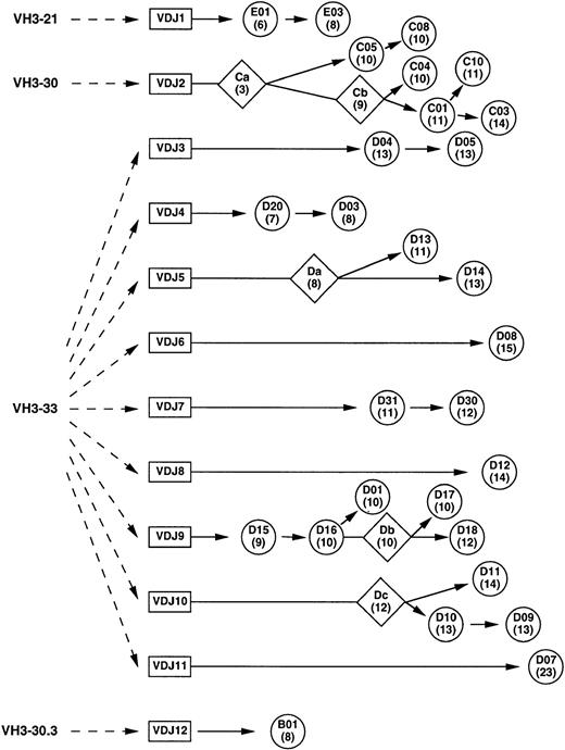 Fig. 3. Ontogenic tree of anti-Rh(D) heavy chains constructed using nucleotide alignment data. Circles represent isolated and sequenced clones and diamonds represent putative intermediates (see Fig2A). The number of nucleotide mutations from its germline VH gene is shown in parentheses below the clone name. The distance along the horizontal axis represents the degree of mutation (including J segments) within the constraints of the diagram.