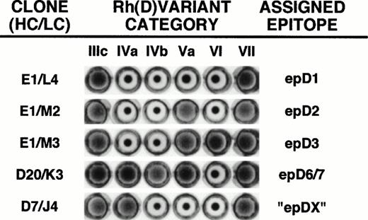 Fig. 7. Determination of the Rh(D) binding epitope of anti-Rh(D) Fab/phage clones. The fine specificities of monoclonal Fab/phage clones were determined by their ability to agglutinate members of a panel of six Rh(D) variant RBCs. Shown are the five different agglutination patterns obtained from screening all of the 53 Fab/phage clones. The particular clones shown are identified by their unique heavy chain/light chain pairings using the nomenclature defined in Figs 1, 4, and 5. For E1/M3, reactivity with additional Rh(D) variant cells would be required to distinguish its specificity for epD3 versus epD9.3 Rh(D) epitope assignments are as per Lomas et al.6 Note that inclusion of the category IVb cell (not available in our previous study)22 permits the identification of a new epitope designated epDX (see text).