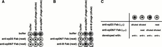 Fig. 9. Inhibition studies with recombinant anti-Rh(D) antibodies. Panels show results of representative experiments demonstrating the mutual inhibition of antibodies directed at 2 different Rh(D) epitopes (in this example, epD3 and epD6/7; A and C), but not between an Rh(D) antibody and an unrelated recombinant anti-RBC antibody (an anti-blood group B antibody; B). In (A), Rh(D)-positive RBCs were incubated with soluble Fabs only, phage-displayed Fabs only, or combinations of the two, as indicated. In (B), Rh(D)-positive RBCs that were blood group B were used. After washing, RBCs were resuspended in anti-M13 antibody and assessed for agglutination induced by phage-displayed Fabs. Soluble Fabs were used full-strength, whereas Fab/phage preparations were present in limiting amounts to increase the sensitivity of the inhibition assay (see the Materials and Methods). In (C), mutual inhibition of epD3 and epD6/7 anti-Rh(D) antibodies was demonstrated with Rh(D)-positive RBCs, γ1κ and γ1λ soluble Fabs, and light chain isotype-specific antisera (see text for details). In these examples, the anti-epD3 and anti-epD6/7 antibodies were clones E1/M3 and D5/I3, respectively. The anti-blood group B antibody was isolated from an IgG phage display library made from the splenic B cells of a blood group O donor.61